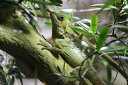 トカゲ 爬虫類 動物の壁紙 輸入 カスタム壁紙 輸入壁紙 カスタム壁紙 PHOTOWALL / Lizard on Branch (e310433) 貼ってはがせるフリース壁紙(不織布) 【海外取寄せ商品】 【代引き 後払い不可】