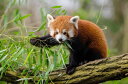 bT[p_ ̕ǎ A JX^ǎ Aǎ JX^ǎ PHOTOWALL / Little Red Panda (e310453) \Ă͂t[Xǎ(sDz) yCO񂹏iz yE㕥sz