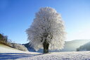 2530l20OFFN[| R  R̕ǎ A JX^ǎ Aǎ JX^ǎ PHOTOWALL / Frozen Tree (e310555) \Ă͂t[Xǎ(sDz) yCO񂹏iz yE㕥sz