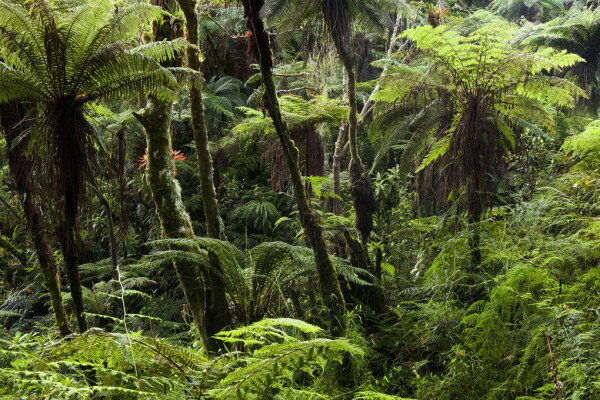 森 森林 大自然の壁紙 輸入 カスタム壁紙 輸入壁紙 カスタム壁紙 PHOTOWALL / Cloud Forest (e310362) 貼ってはがせるフリース壁紙(不織布) 【海外取寄せ商品】 【代引き・後払い不可】