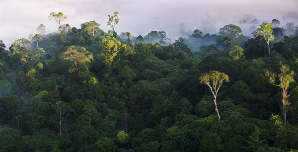 森 森林 自然 朝日の壁紙 輸入 カスタム壁紙 輸入壁紙 カスタム壁紙 PHOTOWALL / Sunrise at Lowland Rainforest (e310364) 貼ってはがせるフリース壁紙(不織布) 【海外取寄せ商品】 【代引き・後払い不可】