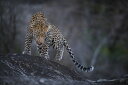 qE 쐶̕ǎ A JX^ǎ Aǎ JX^ǎ PHOTOWALL / Leopard on a Rock (e310378) \Ă͂t[Xǎ(sDz) yCO񂹏iz yE㕥sz