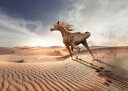 n z[X Aj} ̕ǎ A JX^ǎ Aǎ JX^ǎ PHOTOWALL / Running Horse in the Desert (e310662) \Ă͂t[Xǎ(sDz) yCO񂹏iz yE㕥sz