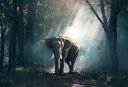 Aj}  ]E  tHXg X Xт̕ǎ A JX^ǎ Aǎ JX^ǎ PHOTOWALL / Elephant in the Woods (e310663) \Ă͂t[Xǎ(sDz) yCO񂹏iz yE㕥sz