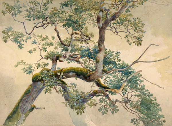 木 枝の壁紙 輸入 カスタム壁紙 輸入壁紙 カスタム壁紙 PHOTOWALL / Tree Branch Art - Charles Reginald Aston (e316984) 貼ってはがせるフリース壁紙(不織布)  