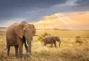 象 ゾウ 動物 サバンナの壁紙 輸入 カスタム壁紙 輸入壁紙 カスタム壁紙 PHOTOWALL / African Elephants in Sunset Light (e317848) 貼ってはがせるフリース壁紙(不織布) 【海外取寄せ商品】 【代引き・後払い不可】