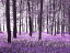 花 花畑 森 紫 パープルの壁紙 輸入 カスタム壁紙 輸入壁紙 カスタム壁紙 PHOTOWALL / Bluebells - Violet (e321030) 貼ってはがせるフリース壁紙(不織布) 【海外取寄せ商品】 【代引き・後払い不可】