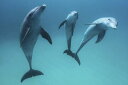 CJ C  u[̕ǎ A JX^ǎ Aǎ JX^ǎ PHOTOWALL / Bottlenose Dolphin (e320754) \Ă͂t[Xǎ(sDz) yCO񂹏iz yE㕥sz