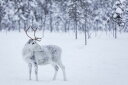 トナカイ 動物 雪 白 ホワイトの壁紙 輸入 カスタム壁紙 輸入壁紙 カスタム壁紙 PHOTOWALL / Reindeer II (e321855) 貼ってはがせるフリース壁紙(不織布) 【海外取寄せ商品】 【代引き・後払い不可】