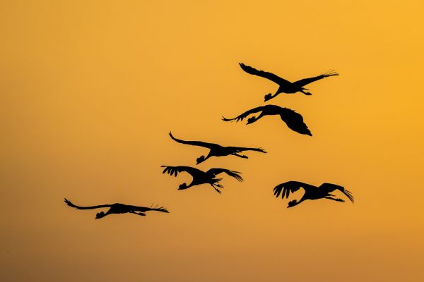  ĥ Ļ 륨å  󥸤ɻ ͢ ɻ ͢ɻ ɻ PHOTOWALL / Flight of the Cranes II (e321869) ŽäƤϤե꡼ɻ(Կ) ڳ󤻾ʡ ʧԲġ