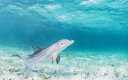 CJ C  u[̕ǎ A JX^ǎ Aǎ JX^ǎ PHOTOWALL / Bottlenose Dolphin Playing (e319036) \Ă͂t[Xǎ(sDz) yCO񂹏iz yE㕥sz