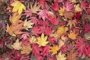 gt t  bh̕ǎ A JX^ǎ Aǎ JX^ǎ PHOTOWALL / Fallen Maple Leaves (e320139) \Ă͂t[Xǎ(sDz) yCO񂹏iz yE㕥sz