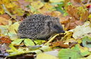 2530l20OFFN[| nlY~ X̕ǎ A JX^ǎ Aǎ JX^ǎ PHOTOWALL / Hedgehog in Autumn Leaves (e320151) \Ă͂t[Xǎ(sDz) yCO񂹏iz yE㕥sz