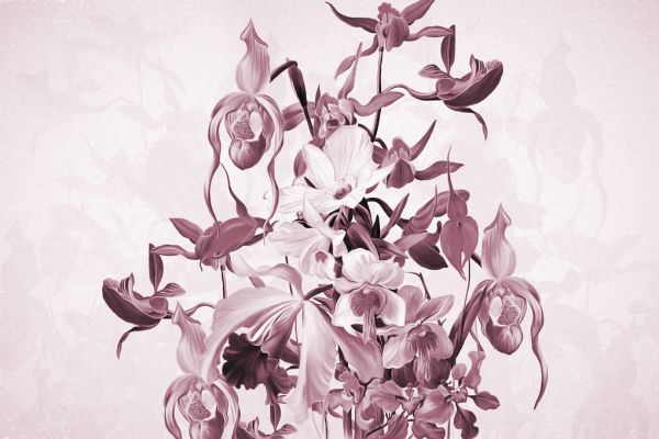  å  ԥ󥯤ɻ ͢ ɻ ͢ɻ ɻ PHOTOWALL / Blooming Orchids - Violet (e322841) ŽäƤϤե꡼ɻ(Կ) ڳ󤻾ʡ ʧԲġ