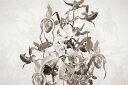 花 オーキッド ラン セピアの壁紙 輸入 カスタム壁紙 輸入壁紙 カスタム壁紙 PHOTOWALL / Blooming Orchids - Sepia (e323273) 貼ってはがせるフリース壁紙(不織布) 【海外取寄せ商品】 【代引き・後払い不可】