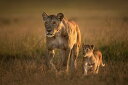 CI  Toi IW̕ǎ A JX^ǎ Aǎ JX^ǎ PHOTOWALL / Mom Lioness with Cub (e324433) \Ă͂t[Xǎ(sDz) yCO񂹏iz yE㕥sz