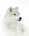 狼 ホッキョクオオカミ 白 ホワイトの壁紙 輸入 カスタム壁紙 輸入壁紙 カスタム壁紙 PHOTOWALL / Portrait of an Arctic Wolf (e324475) 貼ってはがせるフリース壁紙(不織布) 【海外取寄せ商品】 【代引き・後払い不可】