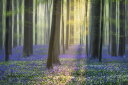 森 木 花 ブルーベル 自然 風景の壁紙 輸入 カスタム壁紙 PHOTOWALL / Daydreaming of Bluebells (e324510) 貼ってはがせるフリース壁紙(不織布) 【海外取り寄せのため1カ月程度でお届け】 【代引き・後払い不可】