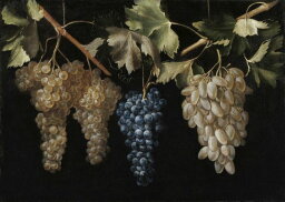 静物画 ブドウ 絵画の壁紙 輸入 カスタム壁紙 輸入壁紙 カスタム壁紙 PHOTOWALL / Four Bunches of Hanging Grapes - Juan Fernandez (e325869) 貼ってはがせるフリース壁紙(不織布) 【海外取寄せ商品】 【代引き・後払い不可】