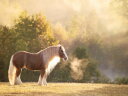 n E}  ؂̕ǎ A JX^ǎ Aǎ JX^ǎ PHOTOWALL / Golden Lit Horse (e324959) \Ă͂t[Xǎ(sDz) yCO񂹏iz yE㕥sz