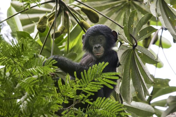 チンパンジー 猿 サル ジャングル 森 緑 グリーンの壁紙 輸入 カスタム壁紙 輸入壁紙 カスタム壁紙 PHOTOWALL / Baby Bonobo (e327015) 貼ってはがせるフリース壁紙(不織布) 【海外取寄せ商品】 【代引き・後払い不可】