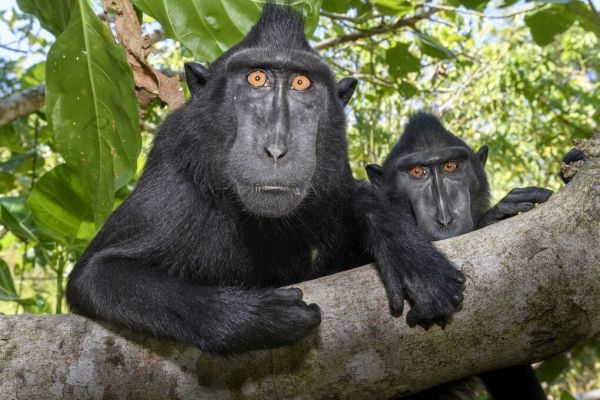 クロザル 猿 動物 ジャングル 木の壁紙 輸入 カスタム壁紙 輸入壁紙 カスタム壁紙 PHOTOWALL / Sulawesi Black Macaque (e327032) 貼ってはがせるフリース壁紙(不織布) 【海外取寄せ商品】 【代引き・後払い不可】