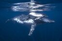 UgENW  eq C  u[̕ǎ A JX^ǎ Aǎ JX^ǎ PHOTOWALL / Humpback Whale and its Calf (e327087) \Ă͂t[Xǎ(sDz) yCO񂹏iz yE㕥sz