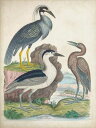  CXg  AeB[N re[W̕ǎ A JX^ǎ Aǎ JX^ǎ PHOTOWALL / Antique Heron &amp; Waterbirds I (e327392) \Ă͂t[Xǎ(sDz) yCO񂹏iz yE㕥sz