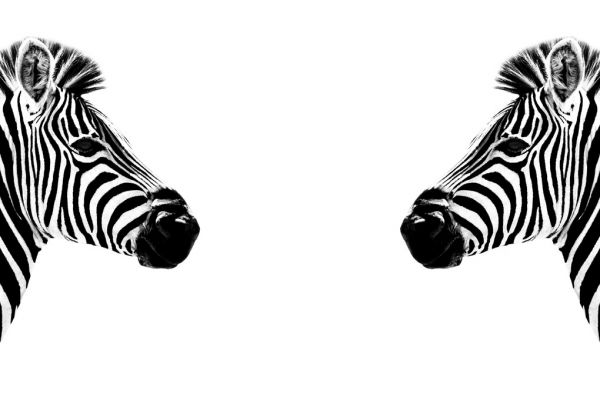 シマウマ 動物 モノクロ モノトーン 白黒の壁紙 輸入 カスタム壁紙 輸入壁紙 カスタム壁紙 PHOTOWALL / Safari Profile - Zebras Face to Face (e328582) 貼ってはがせるフリース壁紙(不織布)  