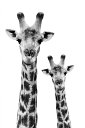 L  mN mg[ ̕ǎ A JX^ǎ Aǎ JX^ǎ PHOTOWALL / Safari Profile - Giraffe and Baby (e328584) \Ă͂t[Xǎ(sDz) yCO񂹏iz yE㕥sz