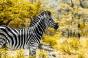 V}E} ̕ǎ A JX^ǎ Aǎ JX^ǎ PHOTOWALL / Awesome South Africa - Burchell&#039;s Zebra (e328617) \Ă͂t[Xǎ(sDz) yCO񂹏iz yE㕥sz