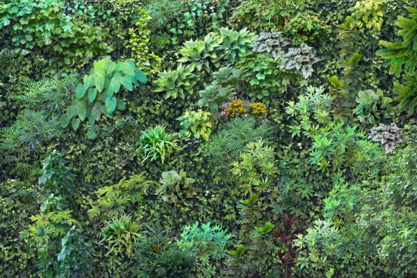 植物 木 緑 グリーンの壁紙 輸入 カスタム壁紙 輸入壁紙 カスタム壁紙 PHOTOWALL / Green Foliage (e329989) 貼ってはがせるフリース壁..