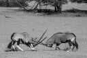 オリックス ゲムズボック 動物の壁紙 輸入 カスタム壁紙 輸入壁紙 カスタム壁紙 PHOTOWALL / Gemsbok Fighting (e331545) 貼ってはがせるフリース壁紙(不織布) 【海外取寄せ商品】 【代引き・後払い不可】