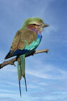 鳥 ライラックニシブッポウソウの壁紙 輸入 カスタム壁紙 輸入壁紙 カスタム壁紙 PHOTOWALL / Lilac Breasted Roller (e333785) 貼ってはがせるフリース壁紙(不織布) 【海外取寄せ商品】 【代引き・後払い不可】