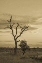 r  x[W̕ǎ A JX^ǎ Aǎ JX^ǎ PHOTOWALL / Kruger Park Sunset in Sepia (e333795) \Ă͂t[Xǎ(sDz) yCO񂹏iz yE㕥sz