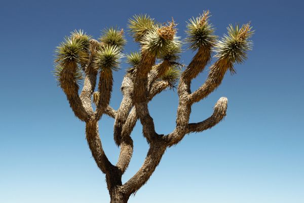 ジョシュア・ツリー 国立公園 木の壁紙 輸入 カスタム壁紙 輸入壁紙 カスタム壁紙 PHOTOWALL / Joshua Tree (e334270) 貼ってはがせるフリース壁紙(不織布) 【海外取寄せ商品】 【代引き・後払い不可】