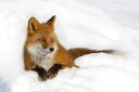 Lcl   ʐ^̕ǎ A JX^ǎ Aǎ JX^ǎ PHOTOWALL / Red Fox in the Snow (e331602) \Ă͂t[Xǎ(sDz) yCO񂹏iz yE㕥sz