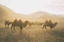 N_  rn  R ʐ^̕ǎ A JX^ǎ Aǎ JX^ǎ PHOTOWALL / Camels on the Move (e330865) \Ă͂t[Xǎ(sDz) yCO񂹏iz yE㕥sz