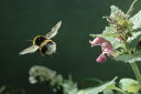 マルハナバチ 花 写真の壁紙 輸入 カスタム壁紙 輸入壁紙 カスタム壁紙 PHOTOWALL / Bumblebee Flies from Lamium Flower (e331988) 貼ってはがせるフリース壁紙(不織布)  