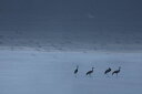   ʐ^  u[̕ǎ A JX^ǎ Aǎ JX^ǎ PHOTOWALL / Group of Demoiselle Cranes (e332028) \Ă͂t[Xǎ(sDz) yCO񂹏iz yE㕥sz