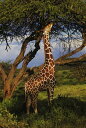 2530l20OFFN[| L  ʐ^̕ǎ A JX^ǎ Aǎ JX^ǎ PHOTOWALL / Male Reticulated Giraffe (e332032) \Ă͂t[Xǎ(sDz) yCO񂹏iz yE㕥sz