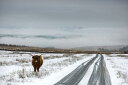 道 雪 牛 写真の壁紙 輸入 カスタム壁紙 輸入壁紙 カスタム壁紙 PHOTOWALL / Highland Cow Next to Road (e332070) 貼ってはがせるフリース壁紙(不織布) 【海外取寄せ商品】 【代引き・後払い不可】