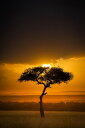  [Ă VGbg ʐ^ IW̕ǎ A JX^ǎ Aǎ JX^ǎ PHOTOWALL / Sunset Over Savanna with a Lone Tree (e332117) \Ă͂t[Xǎ(sDz) yCO񂹏iz yE㕥sz