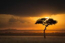  [Ă VGbg ʐ^ IW̕ǎ A JX^ǎ Aǎ JX^ǎ PHOTOWALL / Sunset Over Savanna with a Lone Tree II (e332118) \Ă͂t[Xǎ(sDz) yCO񂹏iz yE㕥sz