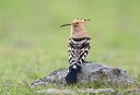 2530l20OFFN[| cKV  ʐ^̕ǎ A JX^ǎ Aǎ JX^ǎ PHOTOWALL / Eurasian Hoopoe (e332127) \Ă͂t[Xǎ(sDz) yCO񂹏iz yE㕥sz