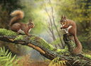 2020l20OFFN[| X  X̕ǎ A JX^ǎ Aǎ JX^ǎ PHOTOWALL / Red Squirrels (e332598) \Ă͂t[Xǎ(sDz) yCO񂹏iz yE㕥sz