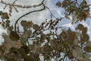 植物 草 葉 押し花の壁紙 輸入 カスタム壁紙 PHOTOWALL / Trees (e338915) 貼ってはがせるフリース壁紙(不織布) 【海外取寄せ商品】 【代引き・後払い不可】