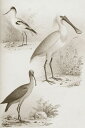   re[W x[W̕ǎ A JX^ǎ Aǎ JX^ǎ PHOTOWALL / Sepia Water Birds II (e336328) \Ă͂t[Xǎ(sDz) yCO񂹏iz yE㕥sz