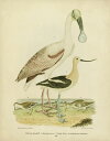  CXg  } AeB[N re[W̕ǎ A JX^ǎ Aǎ JX^ǎ PHOTOWALL / Antique Spoonbill and Sandpipers (e333430) \Ă͂t[Xǎ(sDz) yCO񂹏iz yE㕥sz