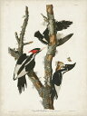  CXg  } AeB[N re[W̕ǎ A JX^ǎ Aǎ JX^ǎ PHOTOWALL / Ivory-Billed Woodpecker (e333515) \Ă͂t[Xǎ(sDz) yCO񂹏iz yE㕥sz